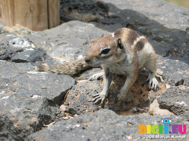 27921 Barbary Ground Squirrel